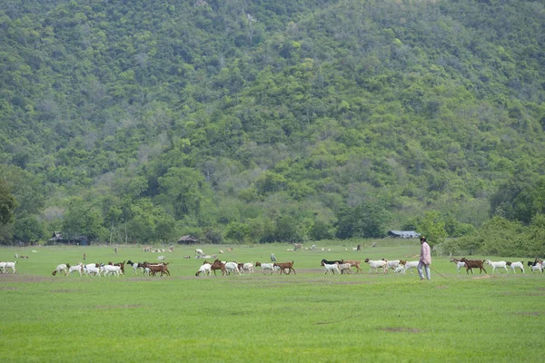 Landscape Goats Pasture — Stockfoto