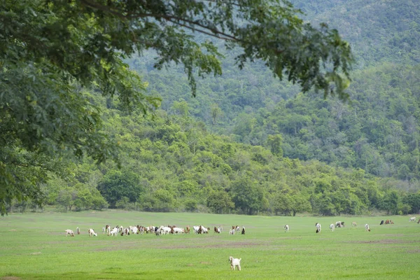 Landscape Goats Pasture — 스톡 사진