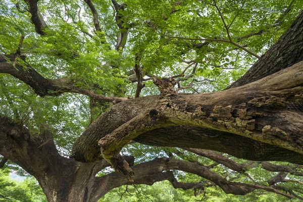 Zweig Des Großen Baumes — Stockfoto