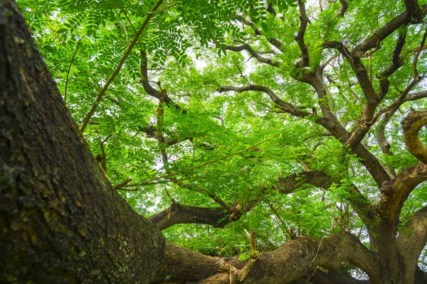 Sehr Großer Baum Thailand — Stockfoto
