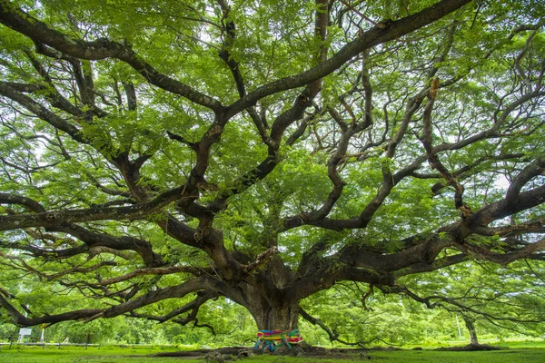 Zweig Des Großen Baumes — Stockfoto