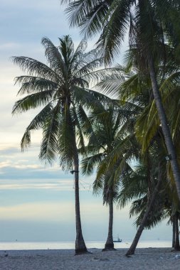 Hua Hin sahilinde hindistan cevizi, Tayland.