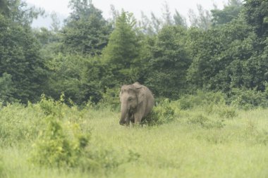 Kui Buri Milli Parkı, Tayland (yumuşak odak doğada Tay fil)