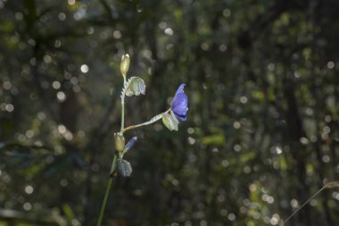 tropikal orman doğa görünümü