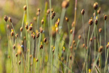 gün batımı sırasında ışık çimen çiçek .