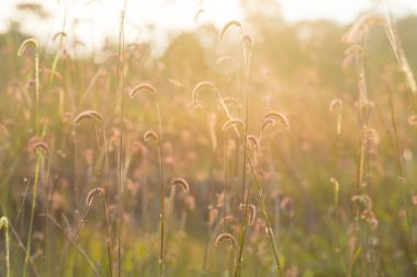gün batımı sırasında ışık çimen çiçek .