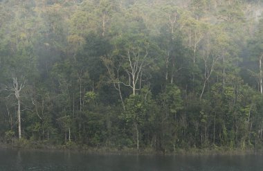 tropikal yağmur ormanları, Tayland görünümünü