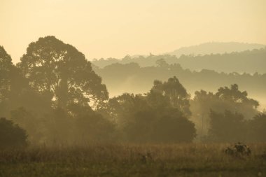 tropikal yağmur ormanları, Tayland görünümünü