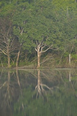 tropikal yağmur ormanları, Tayland görünümünü