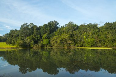 tropikal yağmur ormanları, Tayland görünümünü