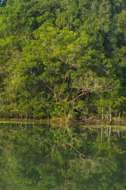 tropikal orman yansıma su göl kenarında