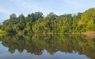 tropikal orman doğa görünümü