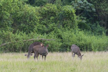Khao Yai Ulusal Parkı sambar geyik grubu, Tayland
