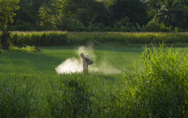 Gli Agricoltori Spruzzano Diserbante Nel Riso — Foto Stock