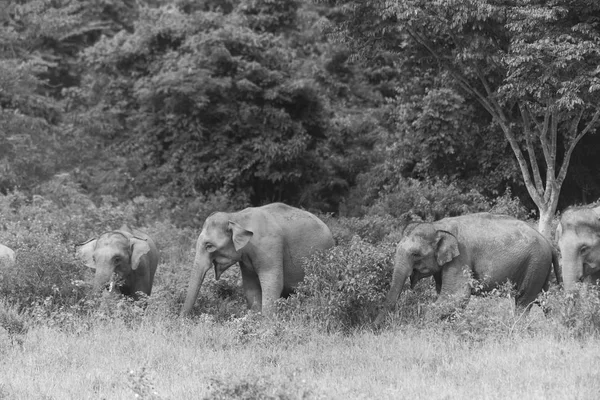 Éléphant Thaïlandais Dans Nature Parc National Kui Buri Thaïlande Soft — Photo