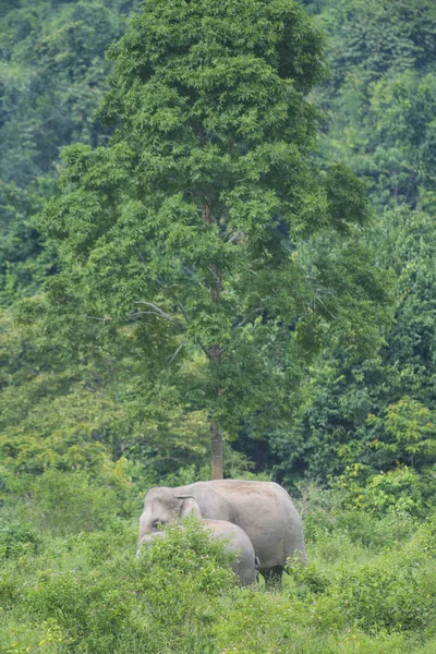 Elefanti Kuburi National Park Tailandia — Foto Stock