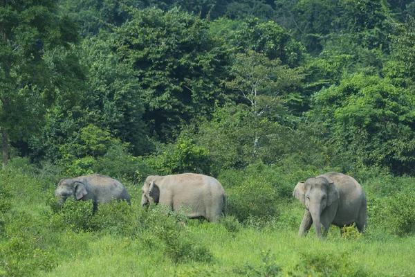 Elefante Tailandese Nella Natura Del Parco Nazionale Kui Buri Thailandia — Foto Stock