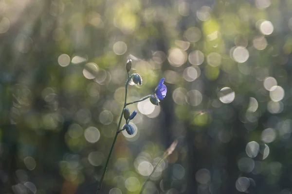 Abstraktní Květina Přírodě Oblasti — Stock fotografie