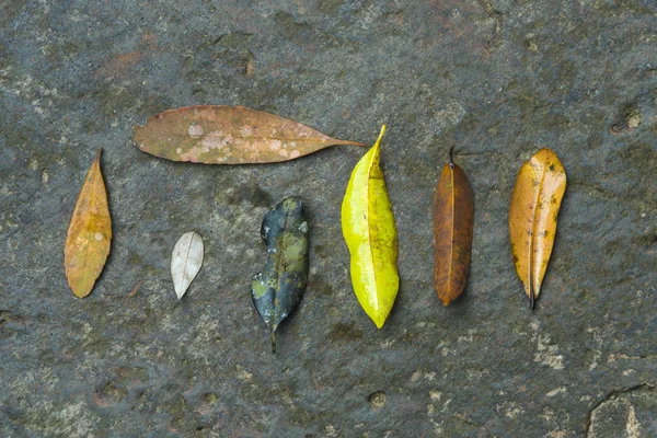 Uma Variedade Folhas — Fotografia de Stock