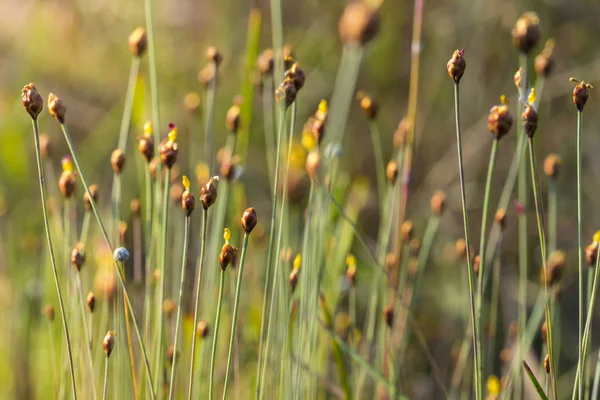 gün batımı sırasında ışık çimen çiçek .