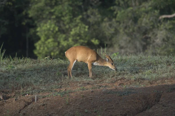 Szczekanie Deer Parku Narodowym Khao Yai — Zdjęcie stockowe