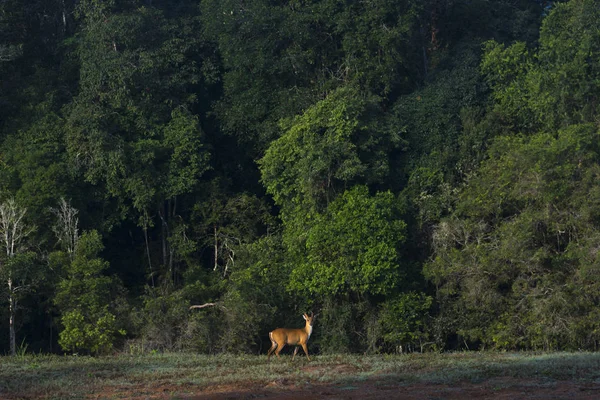 Štěkající Jelen Národním Parku Khao Yai — Stock fotografie