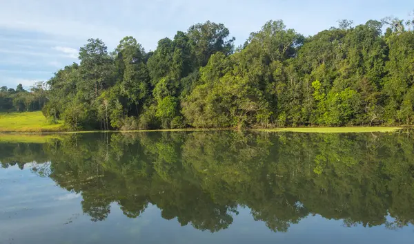 Reflexión Del Bosque Tropical Sobre Lago Agua — Foto de Stock