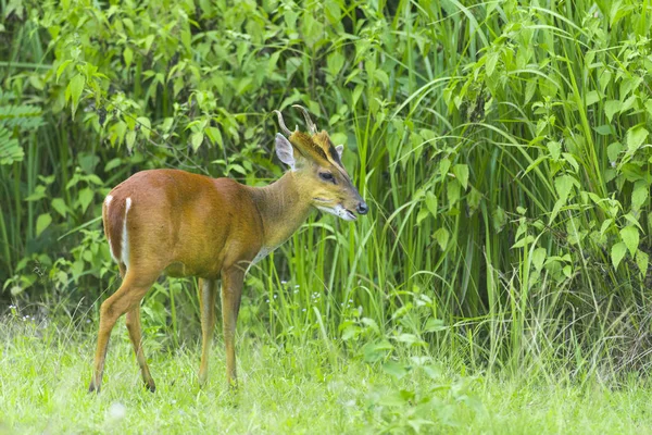 Muntiacus Muntjak Cerf Aboyant Fea Muntjac Fea Avec Des Fleurs — Photo