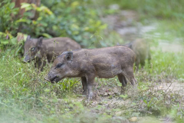 Kleine Wildschweine Wald — Stockfoto