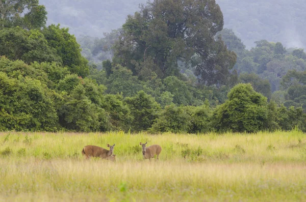 Gruppo Cervi Del Sambar Nella Foresta Del Parco Nazionale Khao — Foto Stock