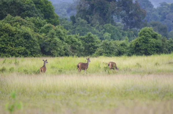 Group Sambar Deer Forest Khao Yai National Park Thailand — Stock Photo, Image