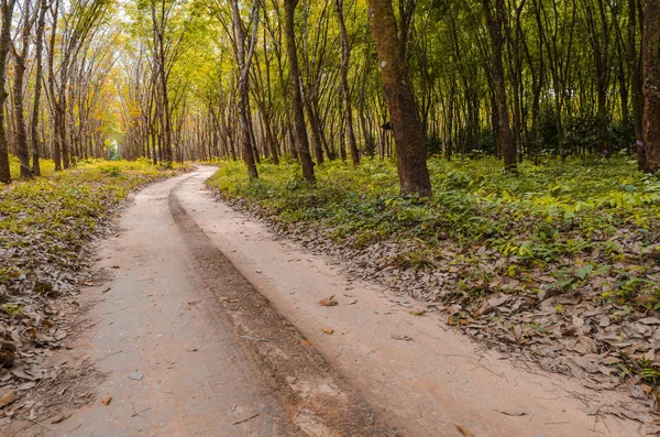Шлях Через Букові Дерева Лісі Осінні Кольори Опалим Листям Землі — стокове фото