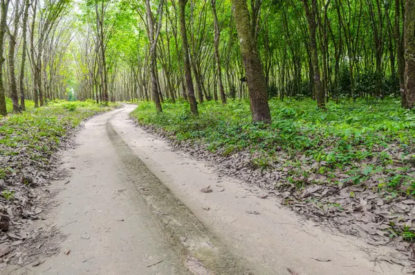 Дорога Лісі — стокове фото