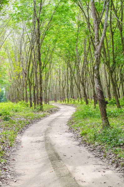 Шлях Через Букові Дерева Лісі Осінні Кольори Опалим Листям Землі — стокове фото