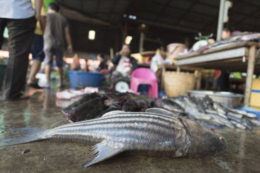 Laos 'taki yerel pazarda taze su balıkları.