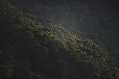 tropikal orman manzara görünümünü