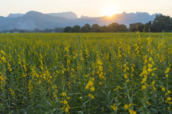 Gul Blomma Fältet Thailand Berg — Stockfoto