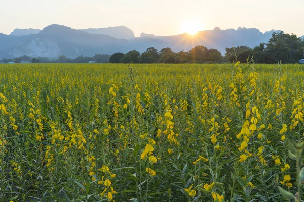 Gul Blomma Naturen Fält — Stockfoto