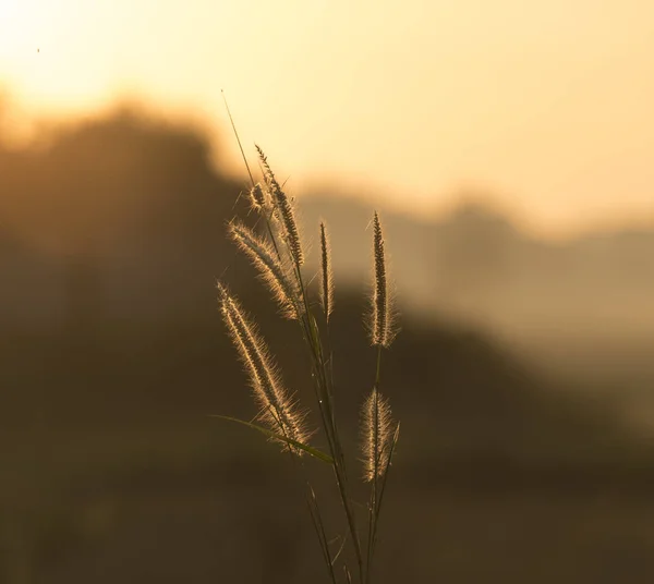 Natuur Sunset Met Rijst Veld — Stockfoto