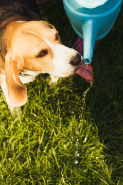 Küçük köpek Beagle içecek su