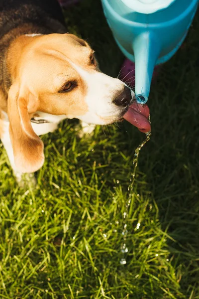 Cão pequeno Beagle bebe água — Fotografia de Stock