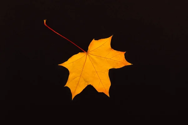 Sarı renkli kağıt sayfalarının yapraklarda