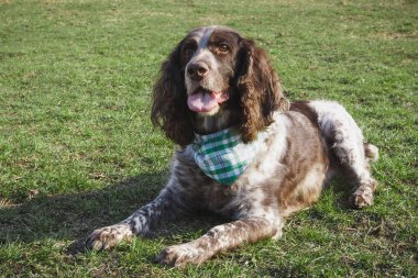 Yeşil çimenlerin üzerinde Rus İspanyol kahverengi benekli