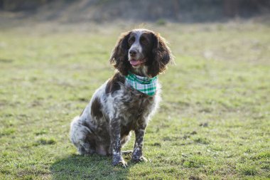 Yeşil çimenlerin üzerinde Rus İspanyol kahverengi benekli