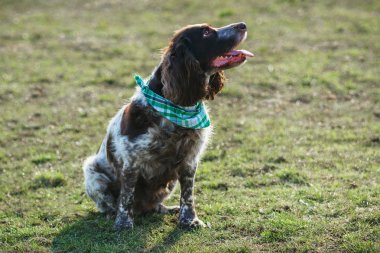Yeşil çimenlerin üzerinde Rus İspanyol kahverengi benekli
