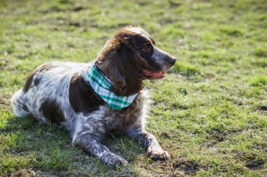 Yeşil çimenlerin üzerinde Rus İspanyol kahverengi benekli