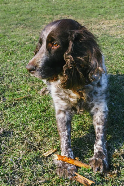 Brown spotted rosyjski spaniel na zielonej trawie — Zdjęcie stockowe