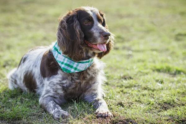 Brown manchado spaniel russo na grama verde — Fotografia de Stock