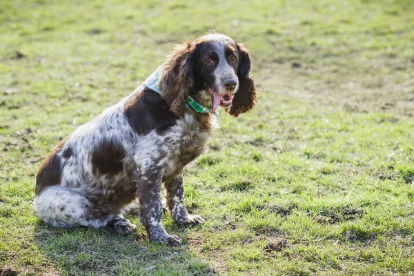 Yeşil çimenlerin üzerinde Rus İspanyol kahverengi benekli