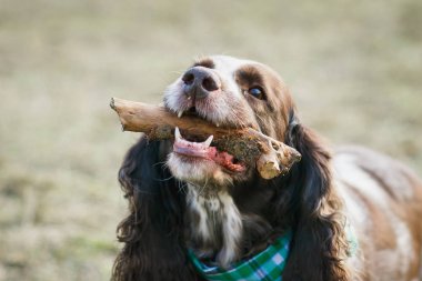 Yeşil çimenlerin üzerinde Rus İspanyol kahverengi benekli